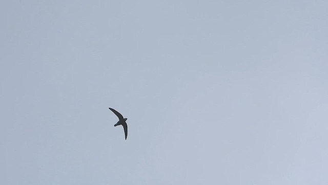 Колючохвіст білогорлий - ML645814301