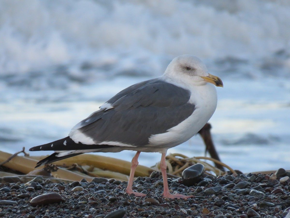 Western Gull - ML645814307