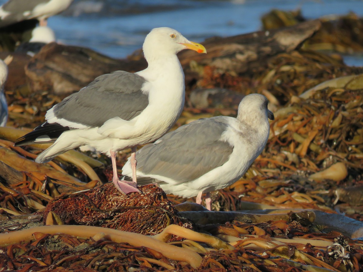 Western Gull - ML645814309