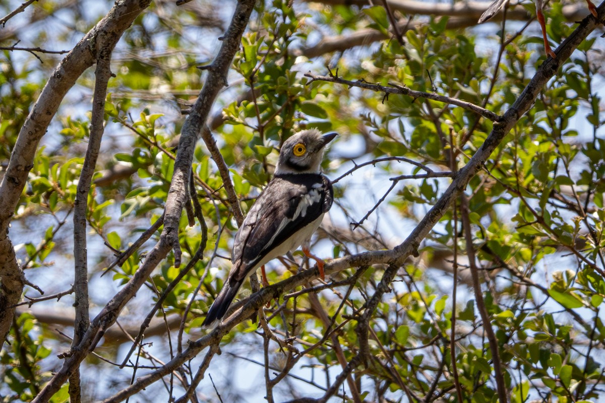 White-crested Helmetshrike - ML645814312