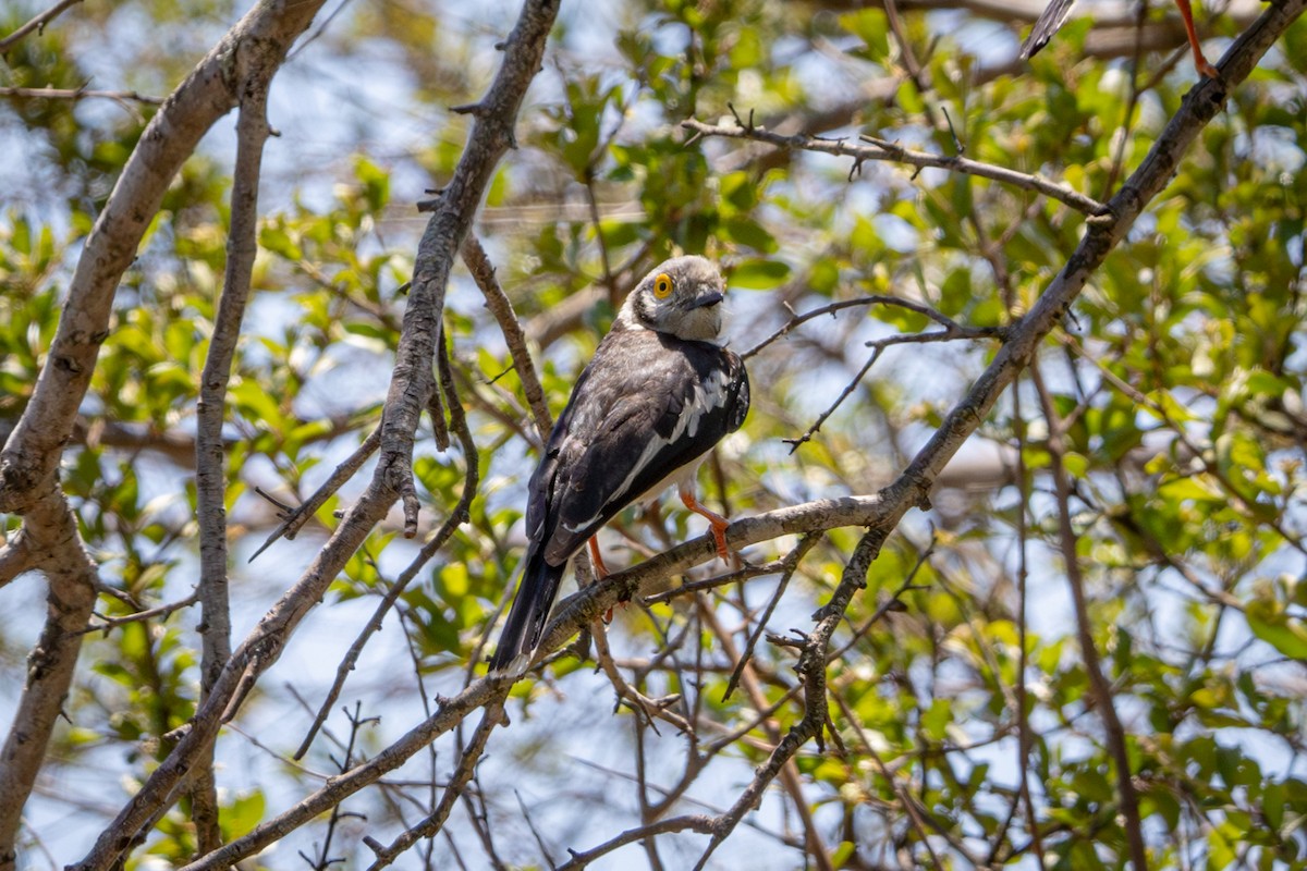 White-crested Helmetshrike - ML645814313