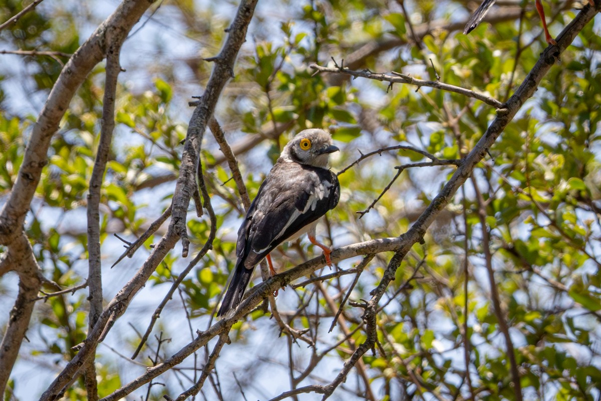 White-crested Helmetshrike - ML645814314