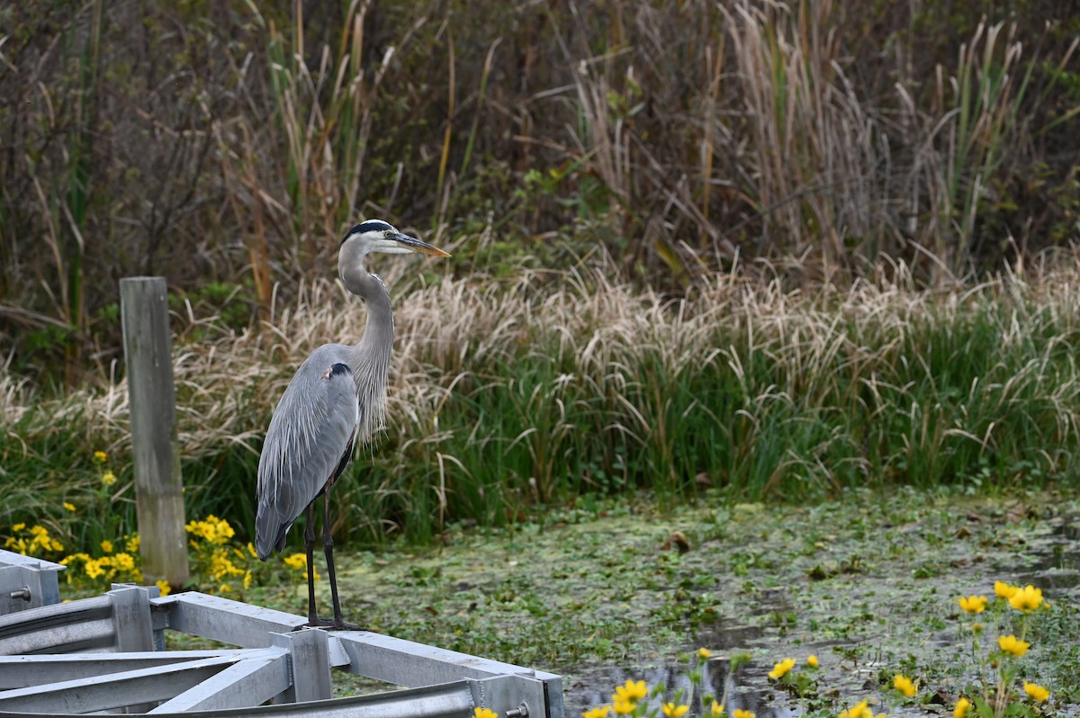 Great Blue Heron - ML645814315