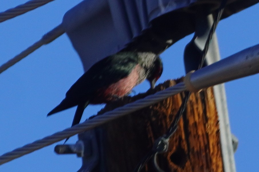 Blutgesichtspecht - ML645814317