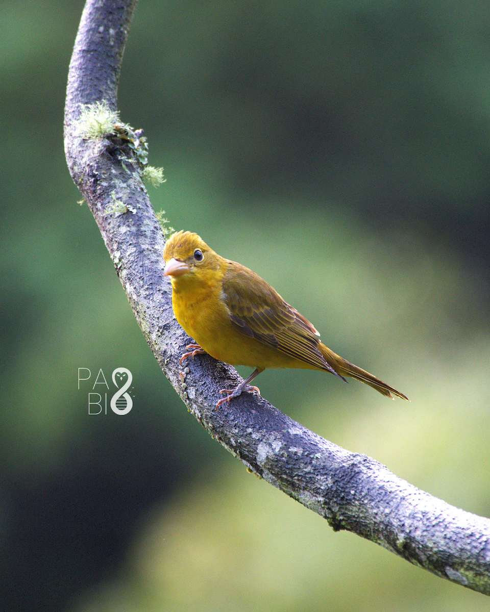 Summer Tanager - ML645814318