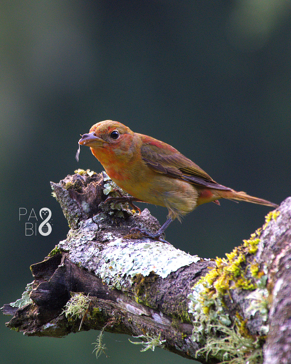 Summer Tanager - ML645814319