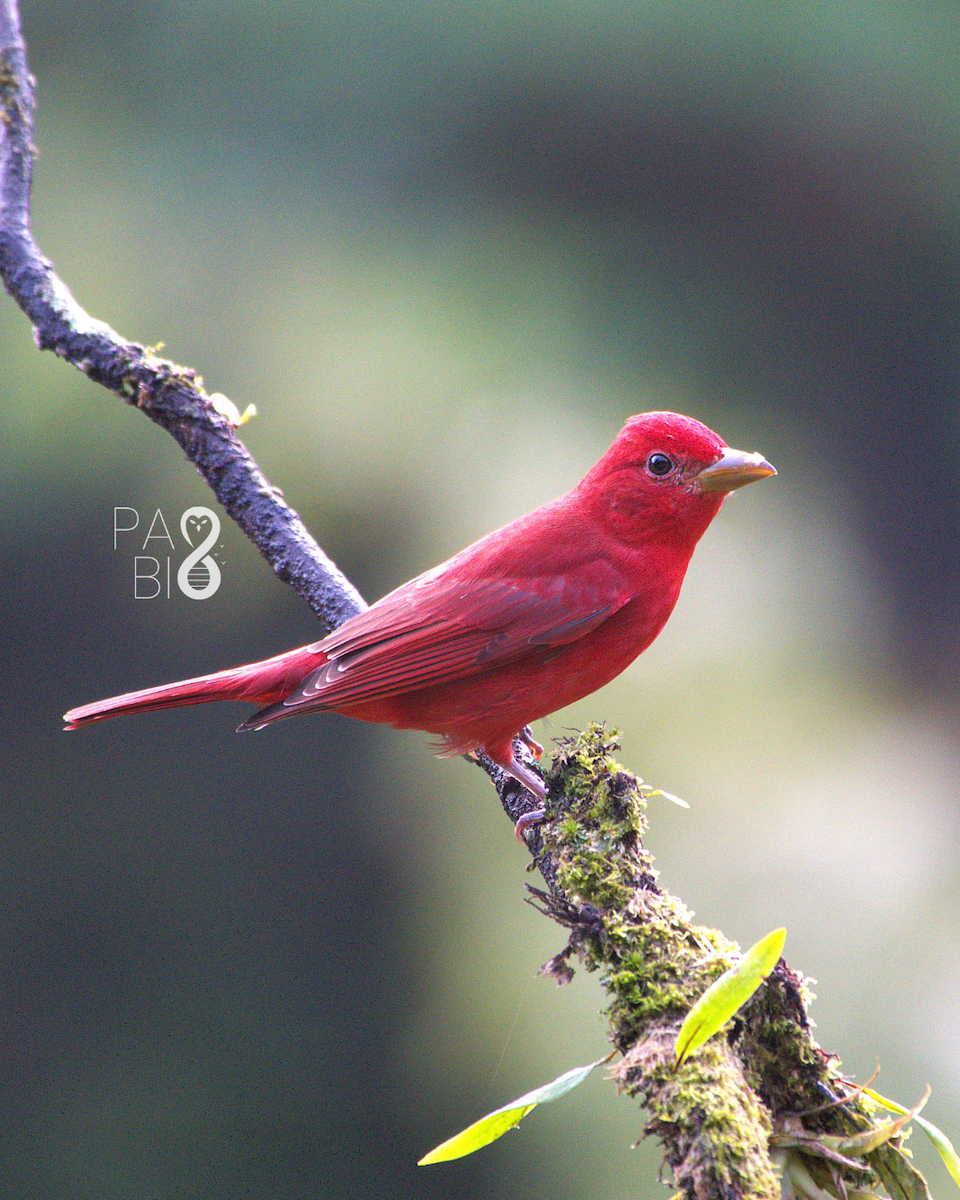Summer Tanager - ML645814320