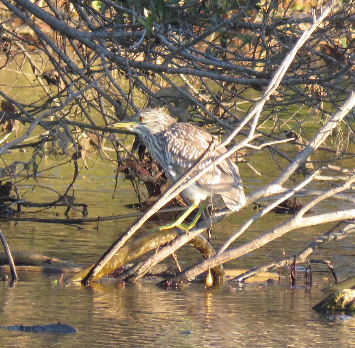 Black-crowned Night Heron - ML645814322