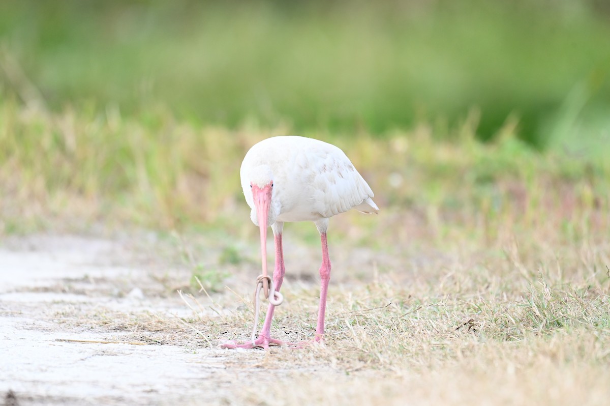 White Ibis - ML645814325