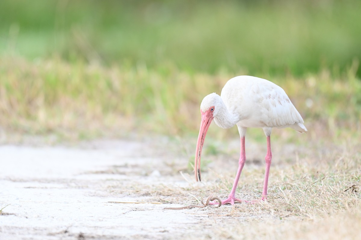 White Ibis - ML645814326