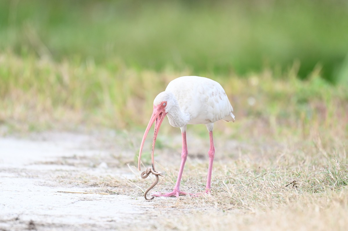 White Ibis - ML645814327