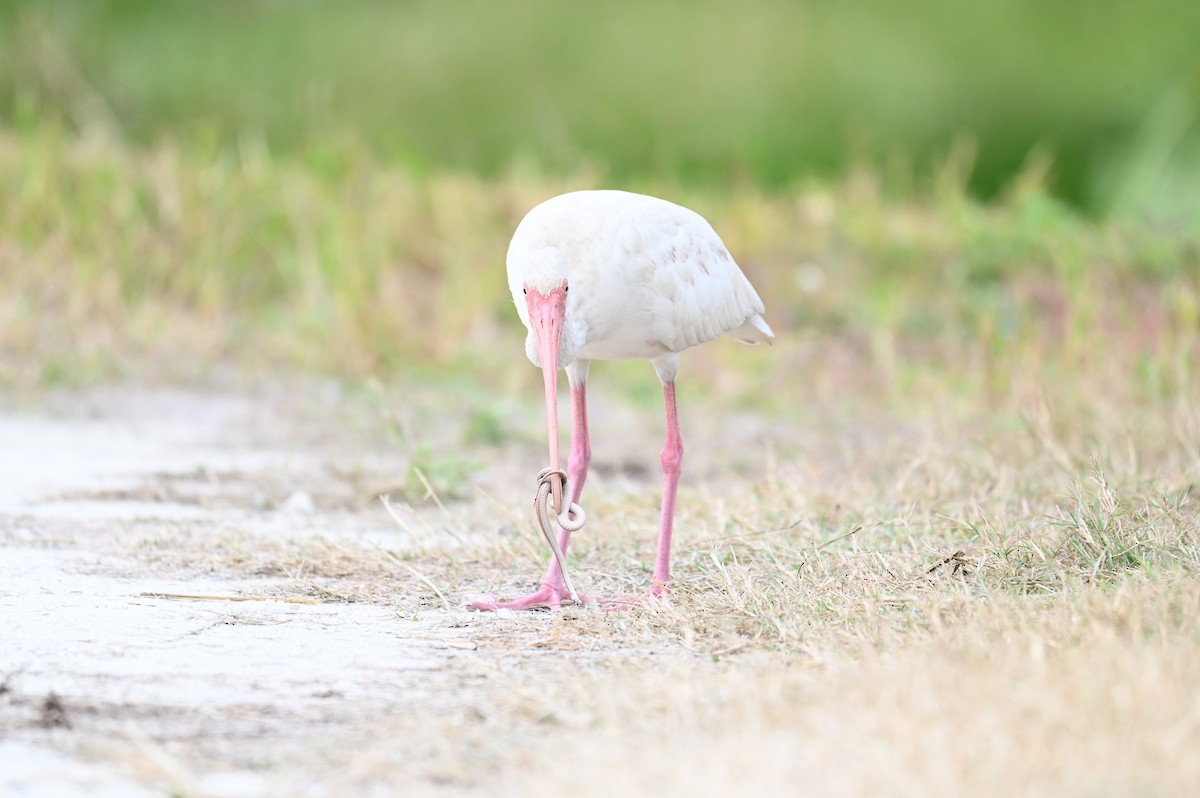 White Ibis - ML645814328