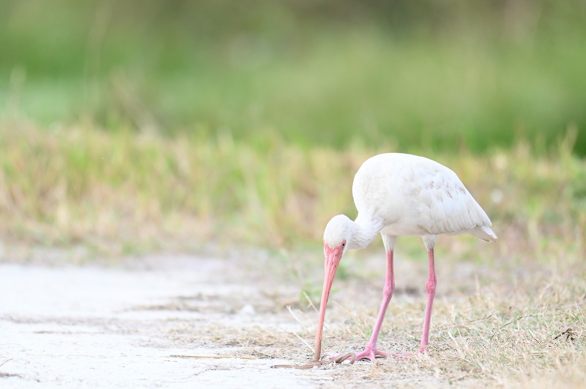 White Ibis - ML645814329