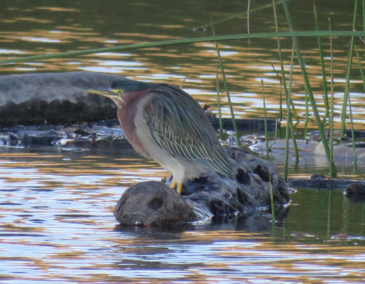 Green Heron - ML645814330