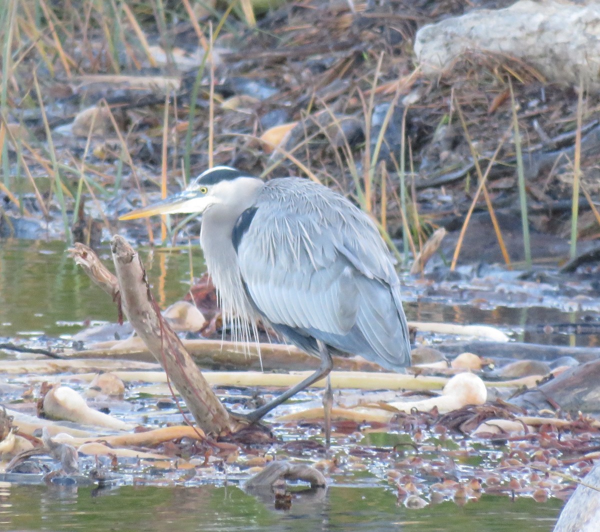 Great Blue Heron - ML645814333