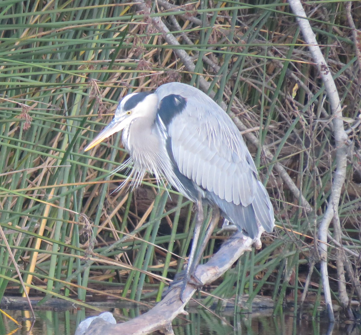 Great Blue Heron - ML645814334