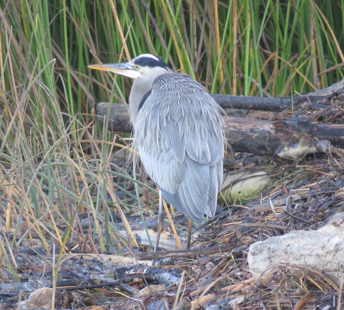Great Blue Heron - ML645814335