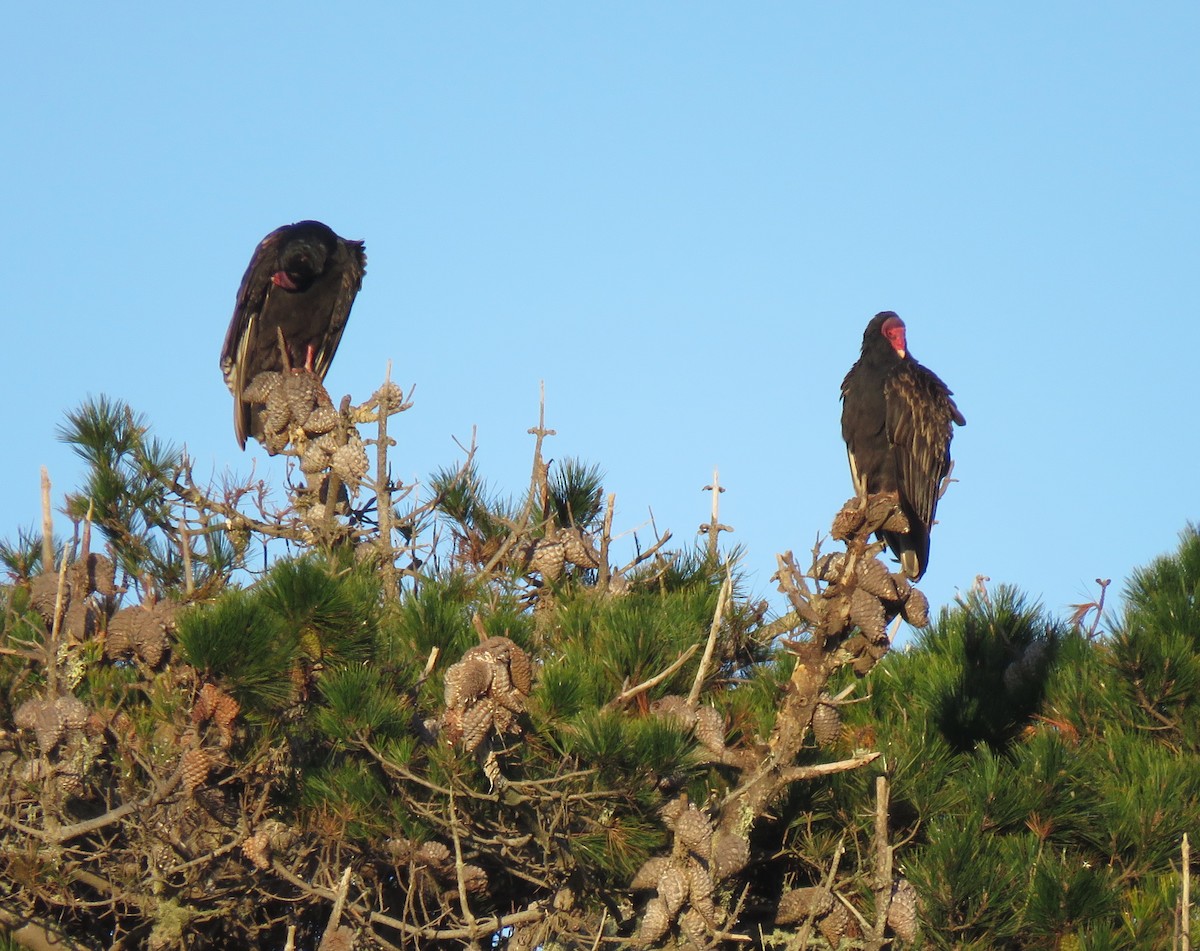 Turkey Vulture - ML645814343