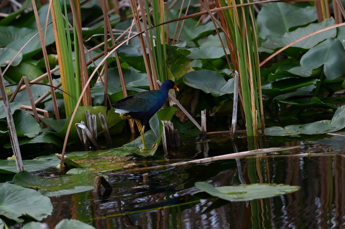 Малая султанка - ML645814349