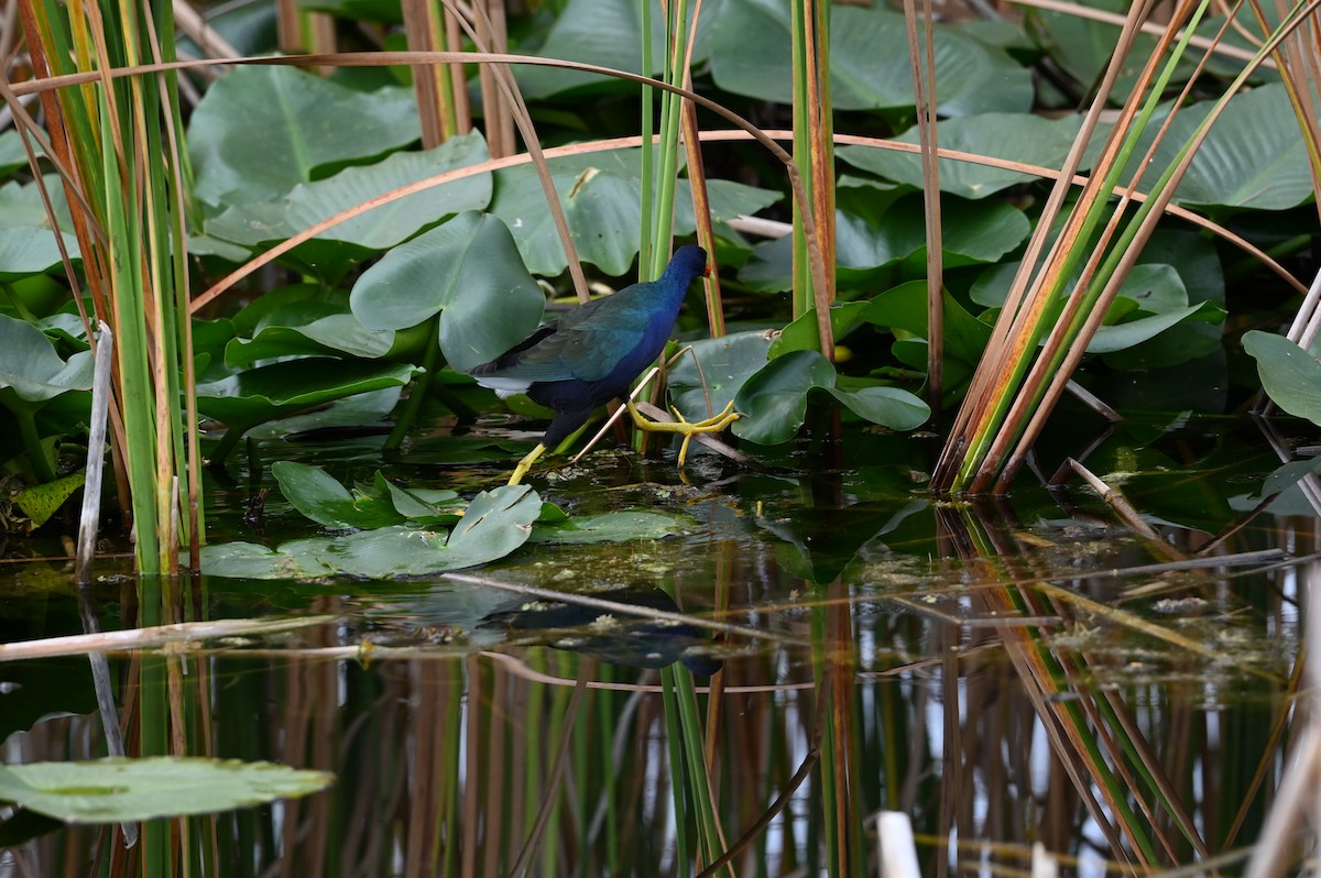 Малая султанка - ML645814350