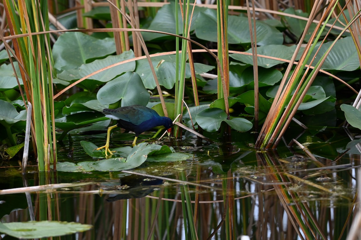 Малая султанка - ML645814351