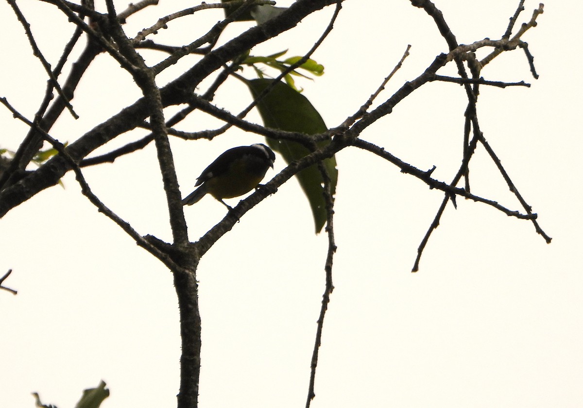 Sucrier à ventre jaune - ML645814355