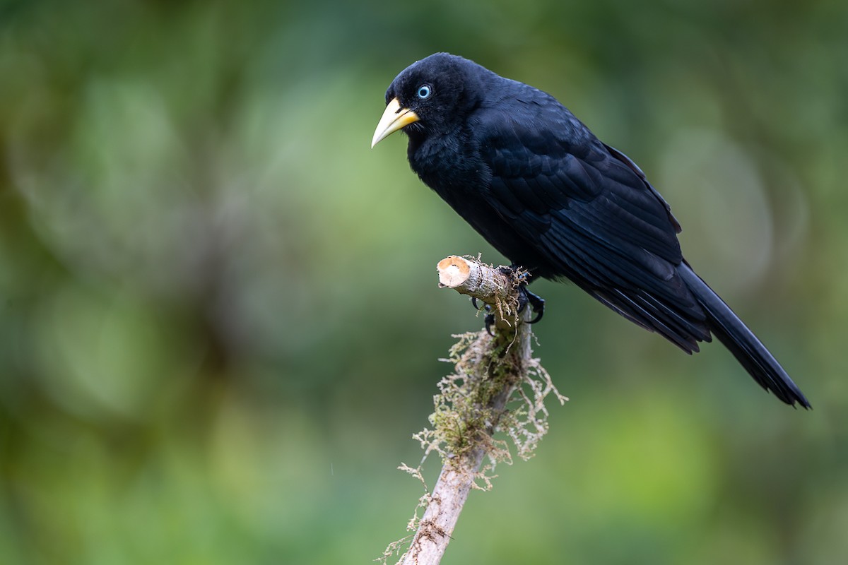 Scarlet-rumped Cacique - ML645814363