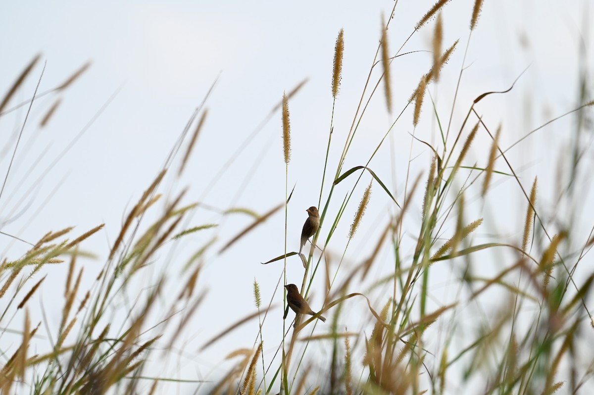 Indigo Bunting - ML645814364