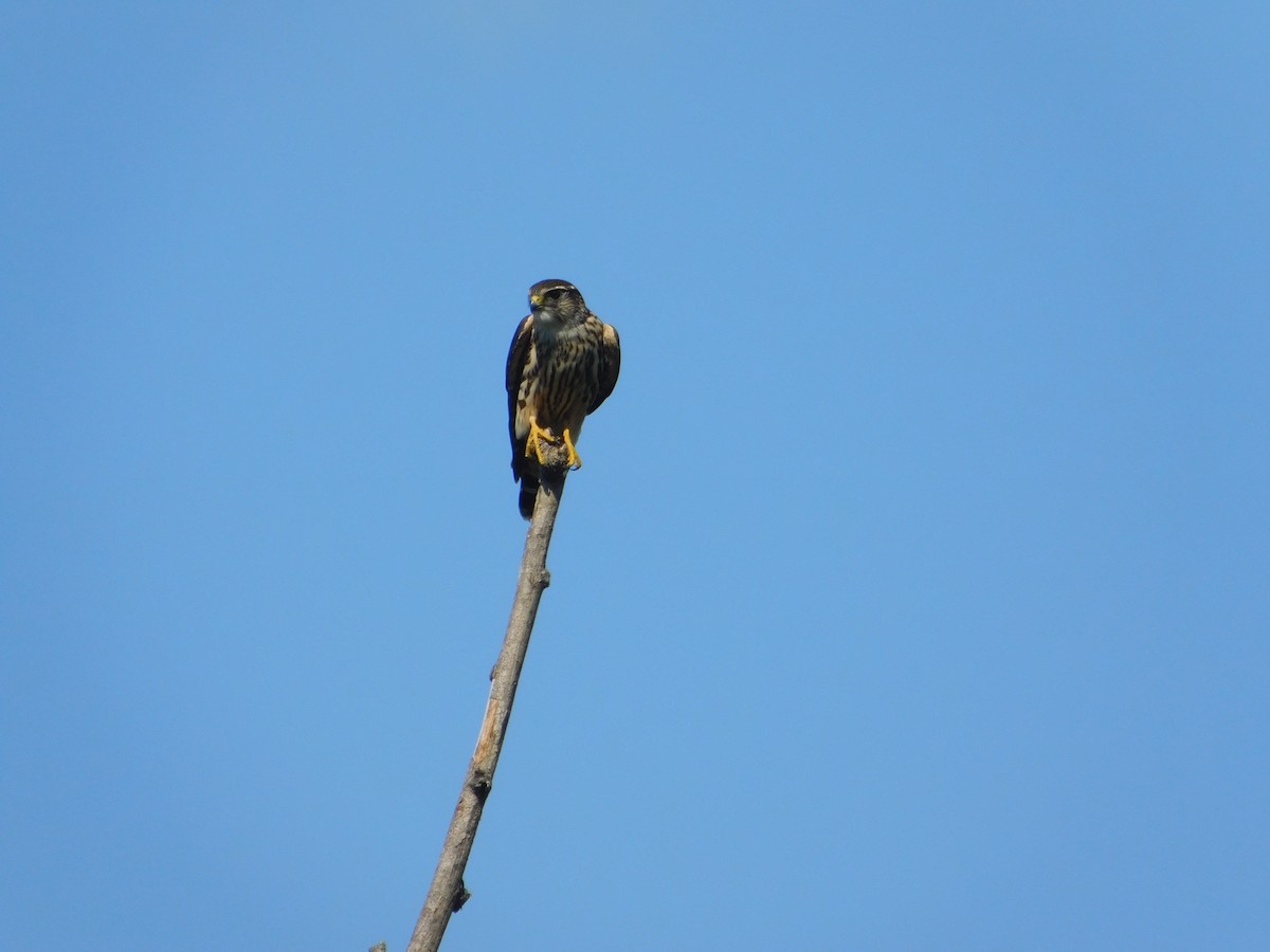 Merlin - ML645814366