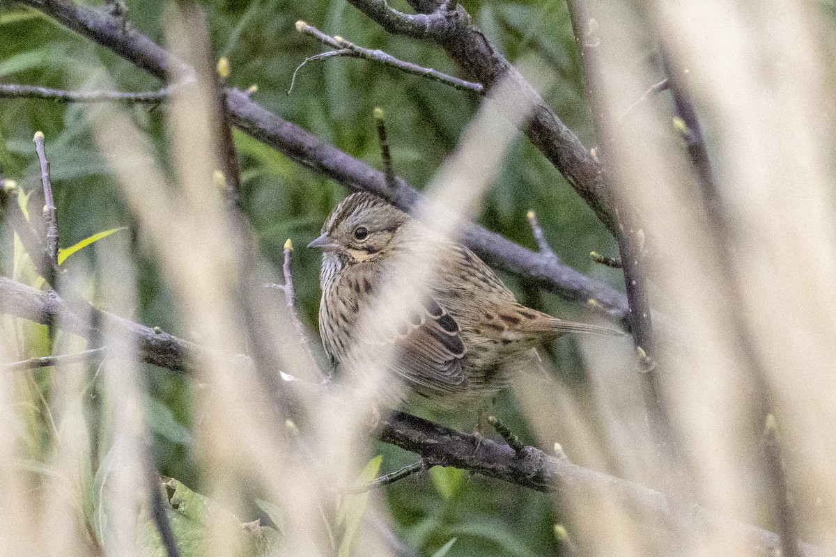 strnadec pruhohlavý - ML645814370