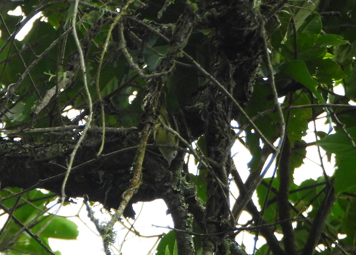 Brown-capped Vireo - ML645814371
