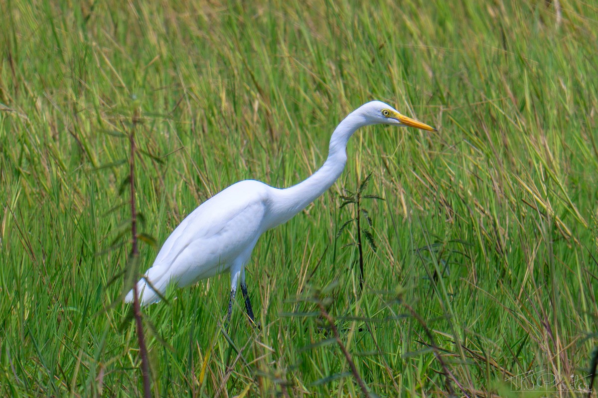 Koartza zuria (afrikarra) - ML645814372