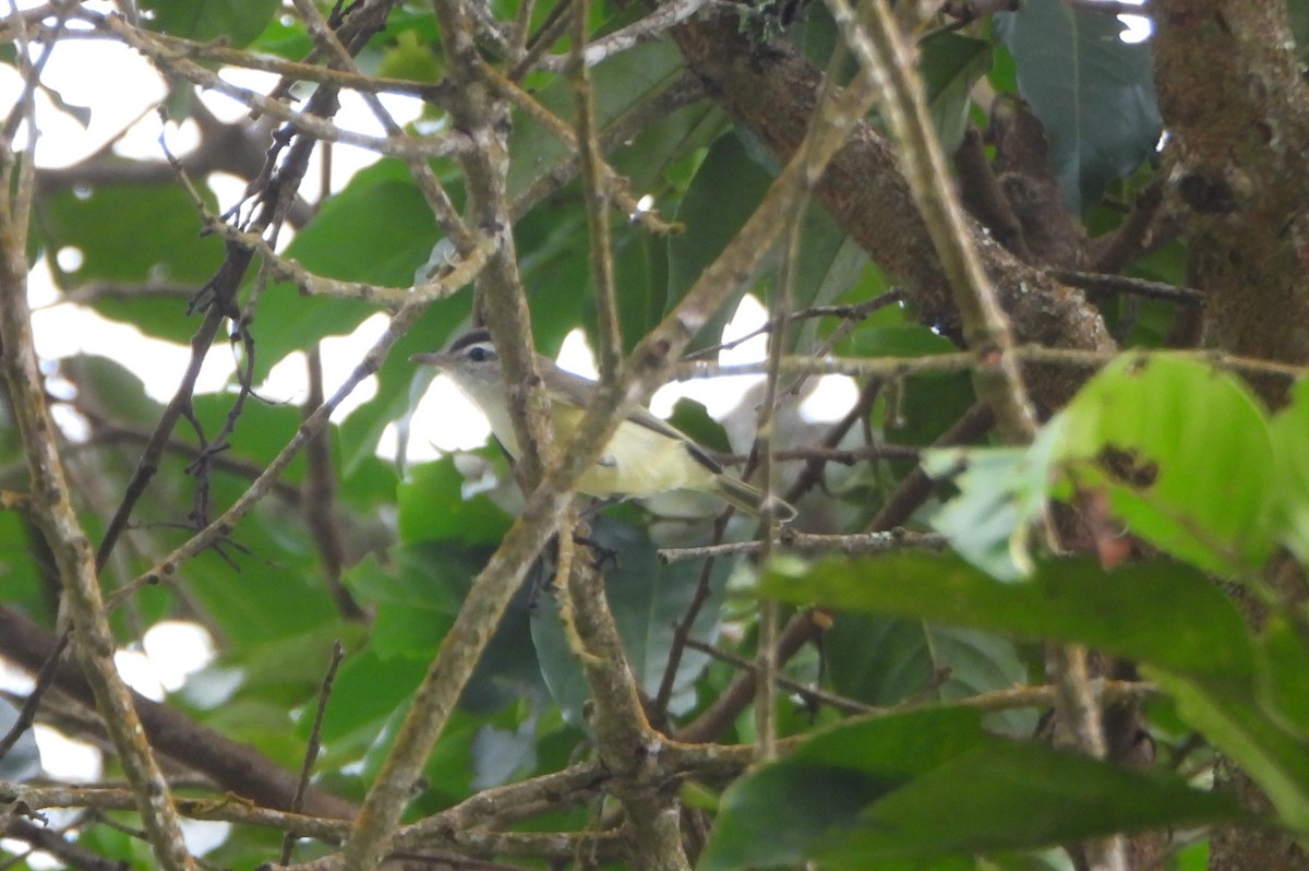 Brown-capped Vireo - ML645814373