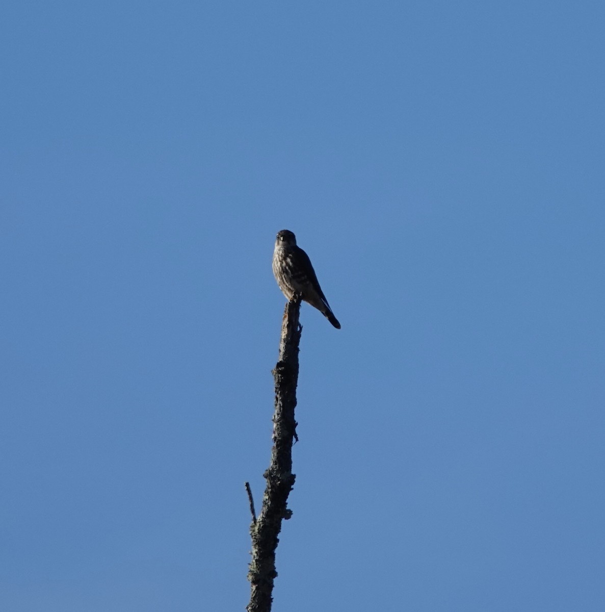 Merlin - ML645814383