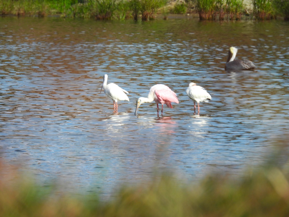 Roseate Spoonbill - ML645814390