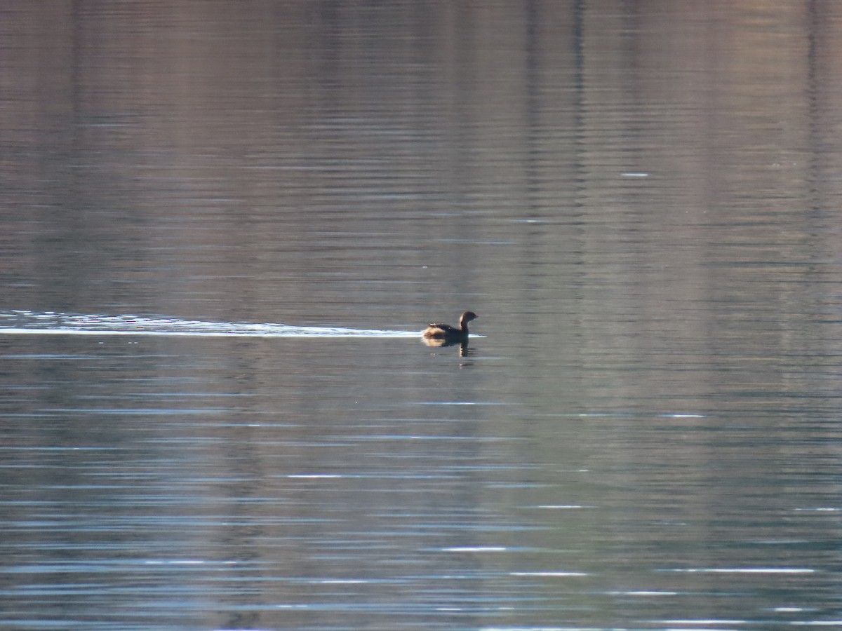 potápka americká - ML645814391