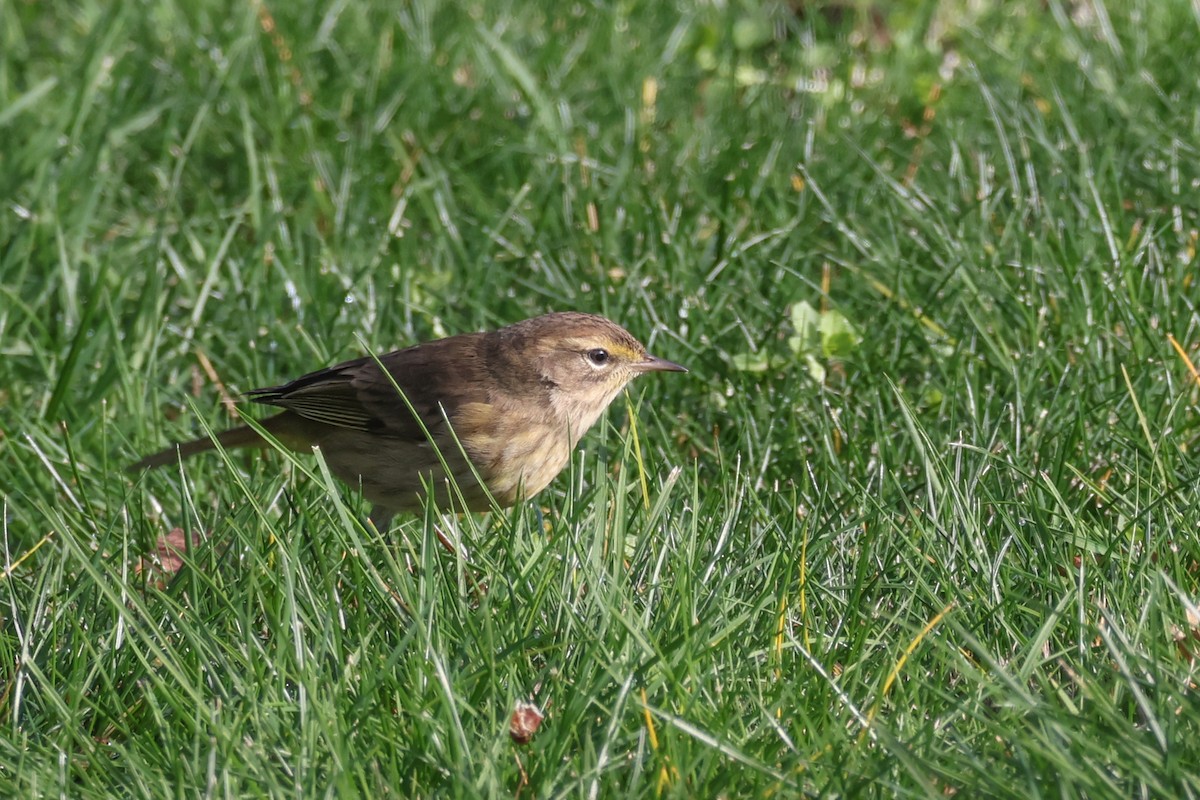 Palm Warbler (Western) - ML645814393