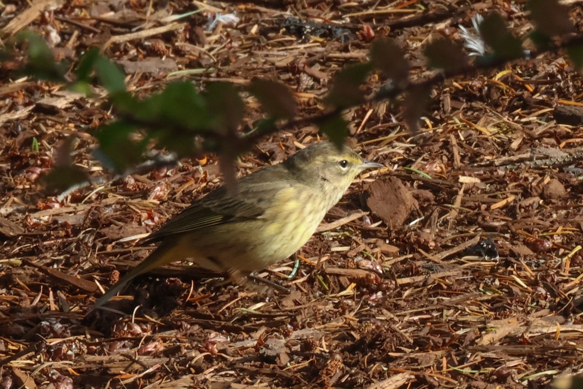 Palm Warbler (Western) - ML645814394