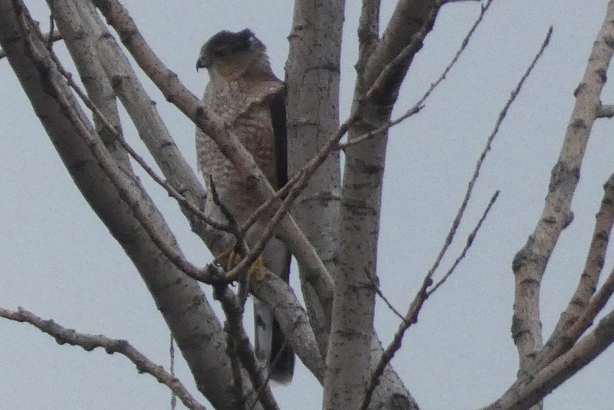Cooper's Hawk - ML645814398