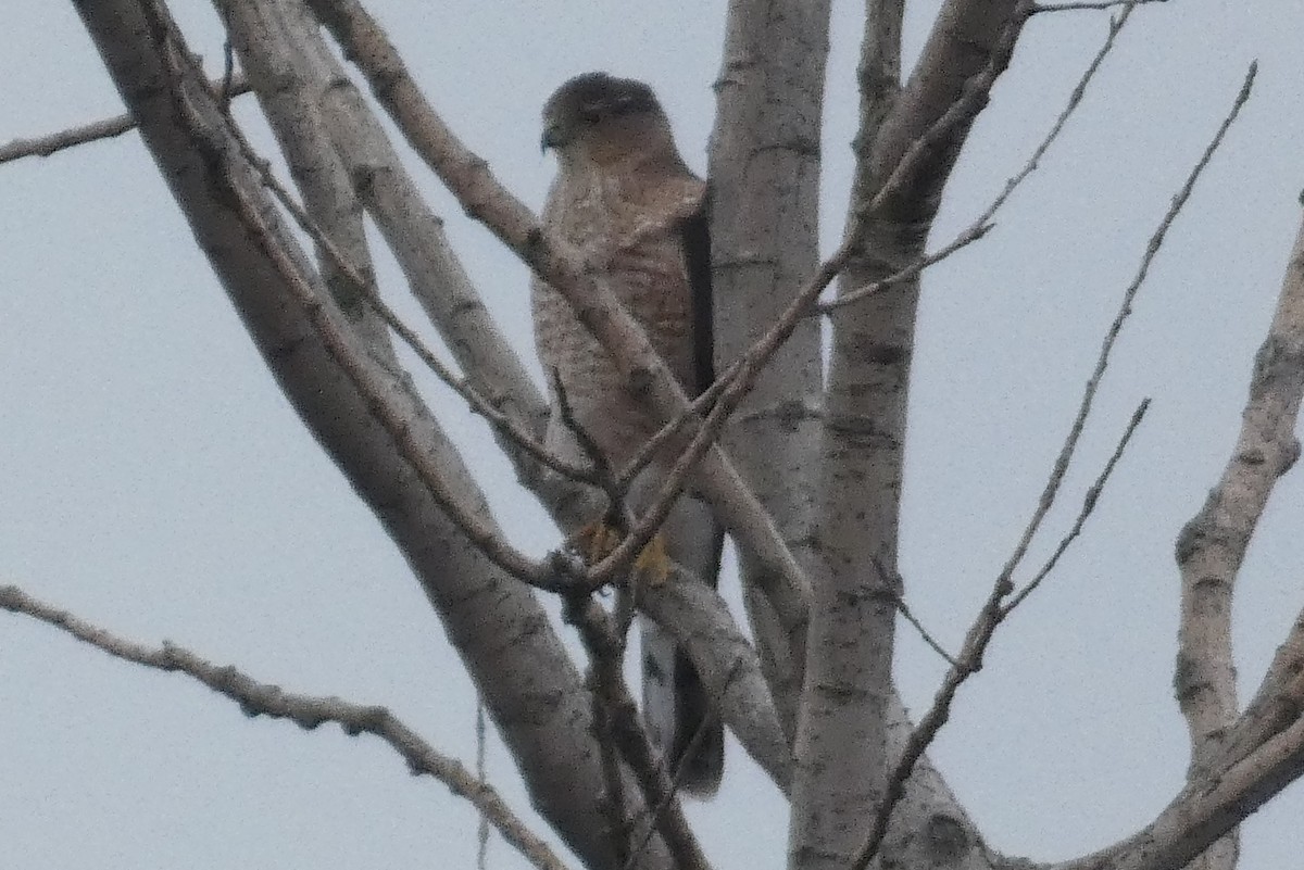 Cooper's Hawk - ML645814399