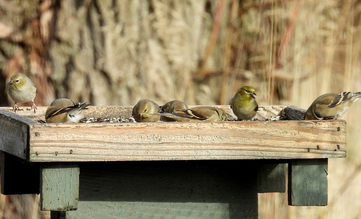 čížek žlutý - ML645814400