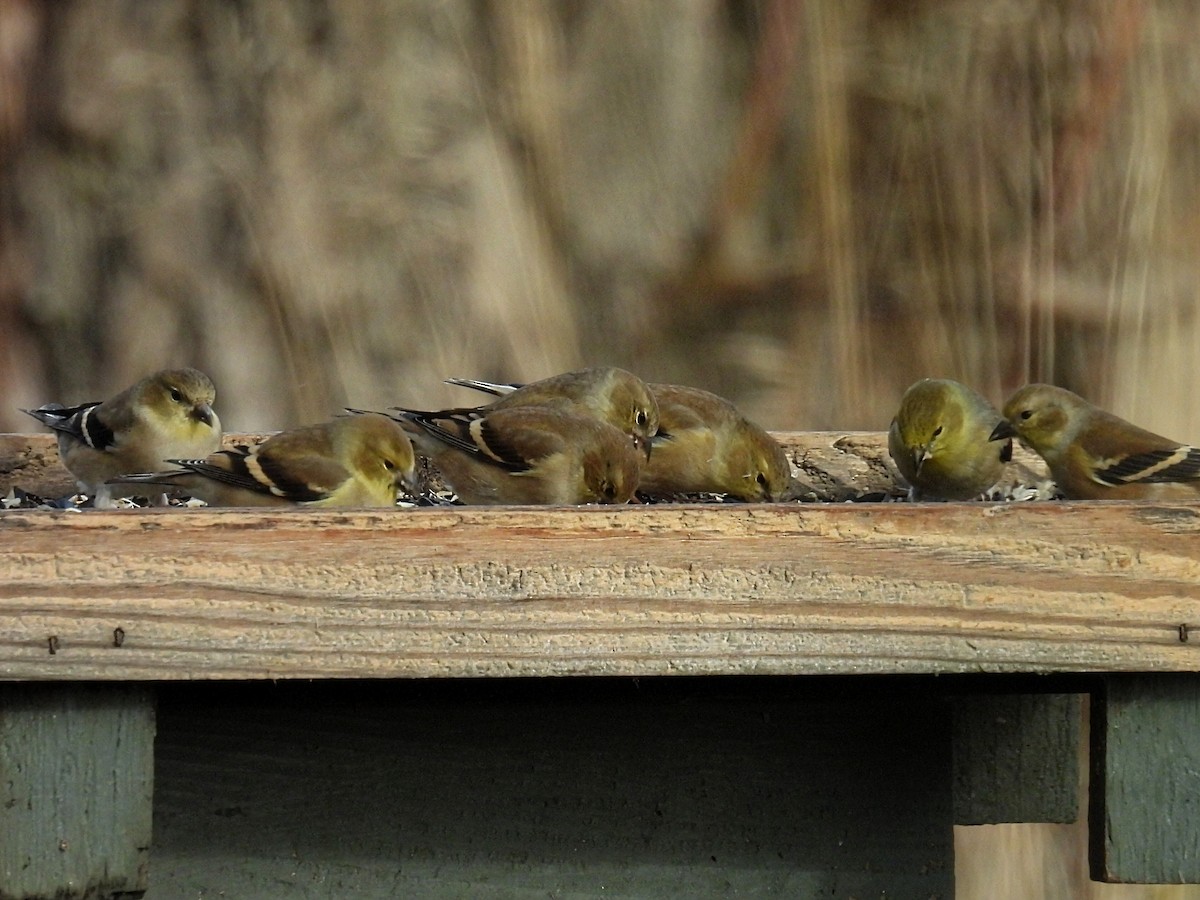 čížek žlutý - ML645814401