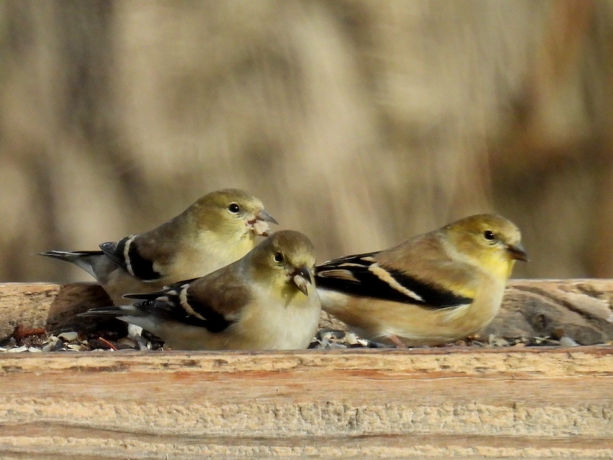 čížek žlutý - ML645814402