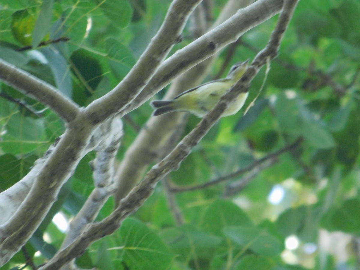 Bireo filadelfiarra - ML645814403