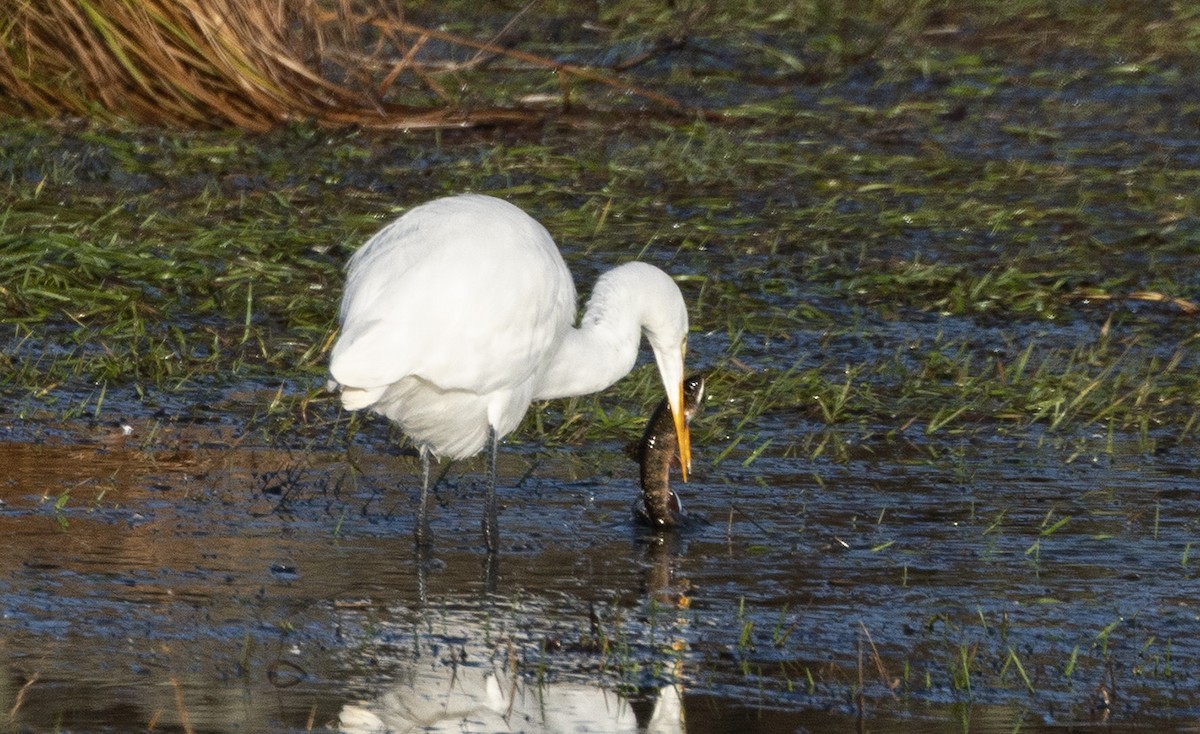 Great Egret - ML645814412