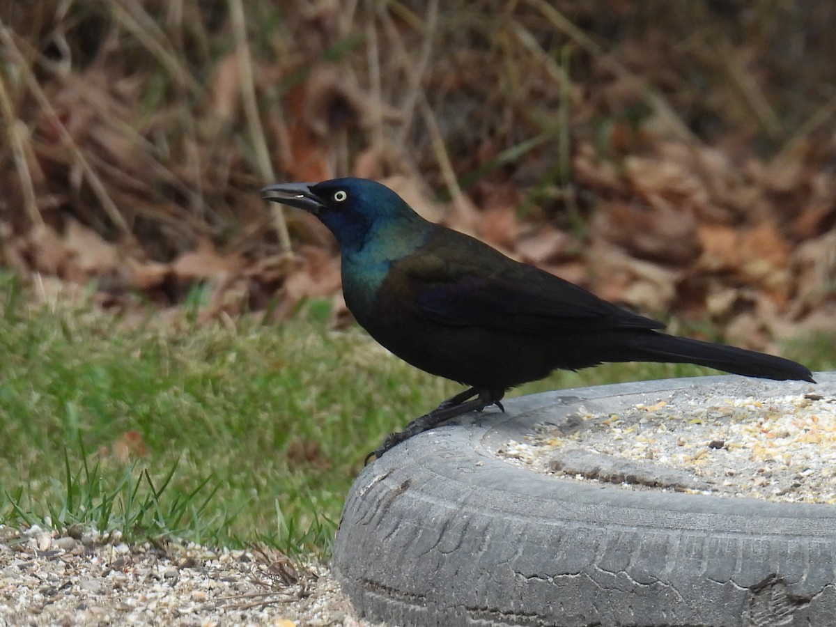Common Grackle - ML645814413