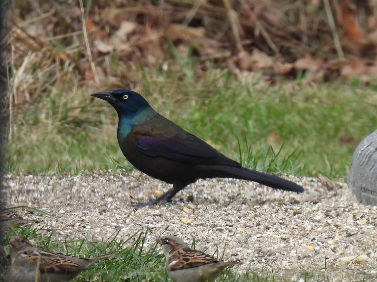Common Grackle - ML645814414
