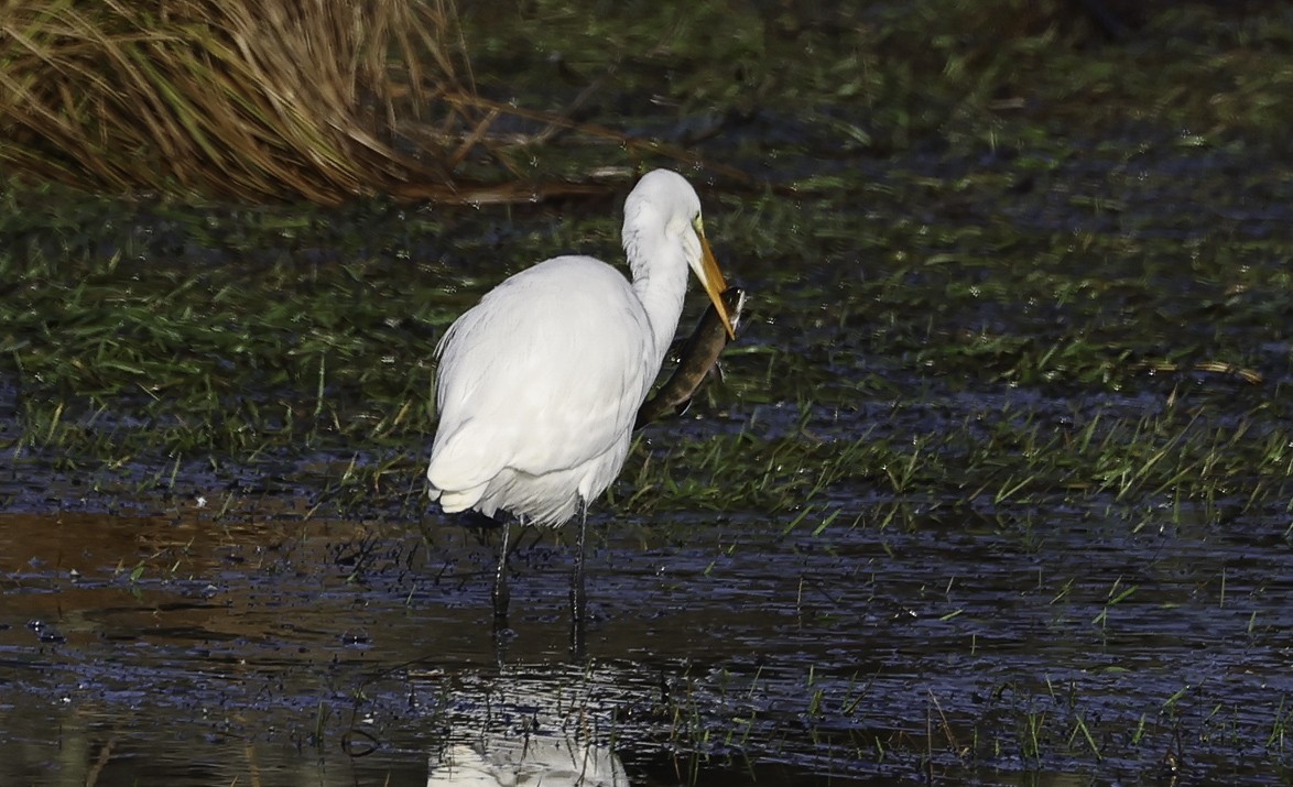 Great Egret - ML645814420