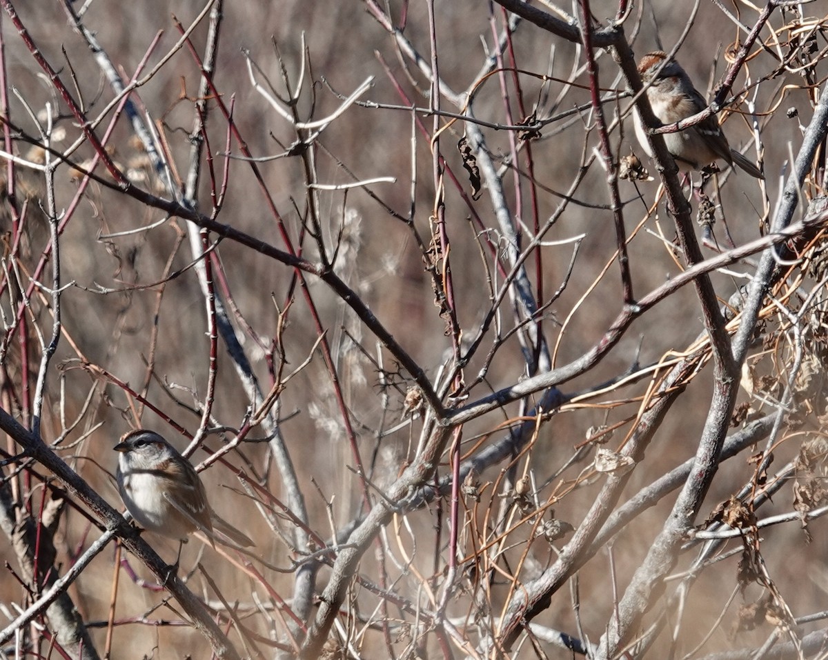 American Tree Sparrow - ML645814421