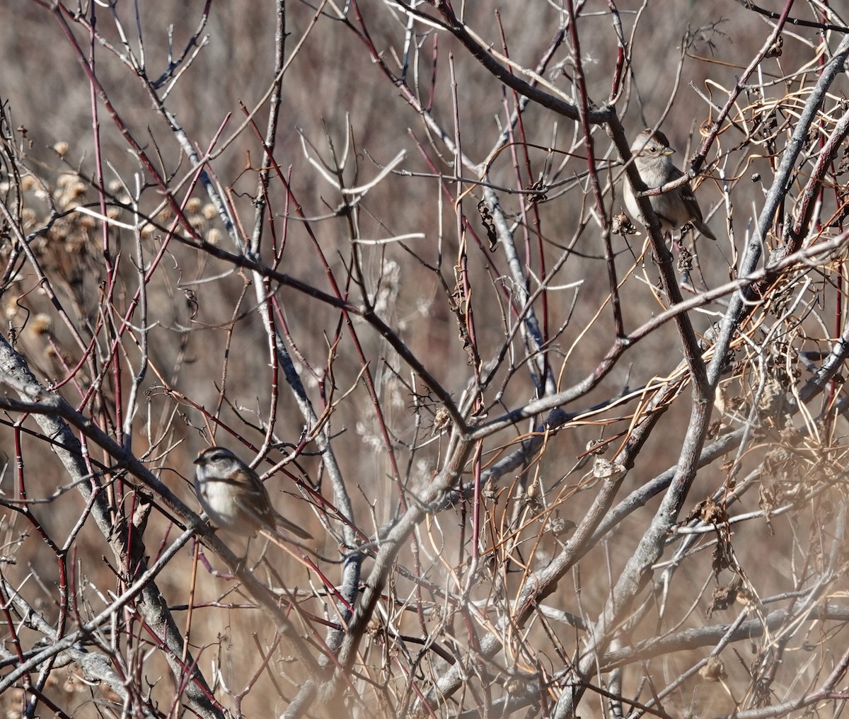 American Tree Sparrow - ML645814422